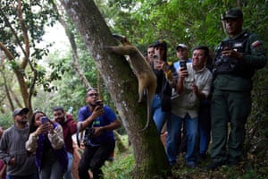 The anteater heads off into Avila National Park in Caracas