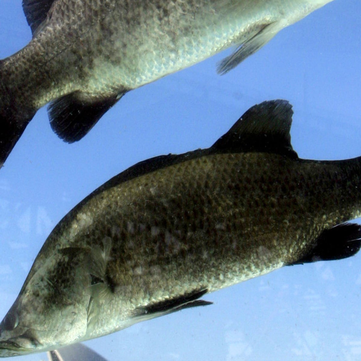 Three Teenagers Charged With Killing Cairns Hotel S Pet Barramundi Queensland The Guardian Three Teenagers Charged With Killing Cairns Hotel S Pet Barramundi Queensland The Guardian