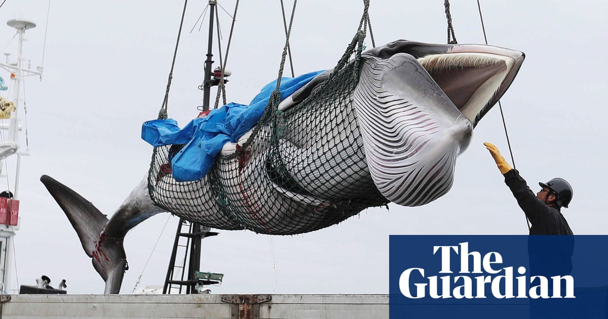 Japan resumes commercial whaling for first time in 30 years