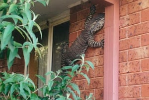 A goanna photographed climbing on the side of a residential property in Thurgoona, NSW, Australia. Photo by Eric Holland