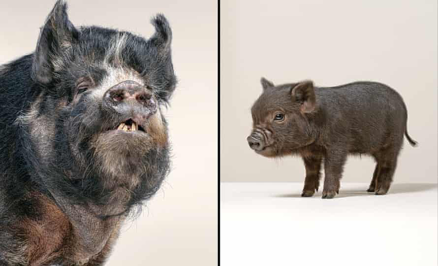 From piglet (on right) to hairy hog (on left)