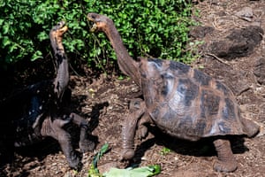 Tartarugas gigantes no Parque Nacional de Galápagos, na ilha de Santa Cruz, Equador. As Ilhas Galápagos são famosas por sua tartaruga gigante