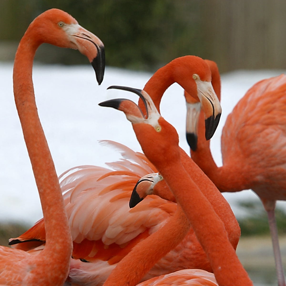 Wild fox infiltrates flamingos' pen at Washington's National zoo and kills 25 | Birds | The Guardian Wild fox infiltrates flamingos' pen at Washington's National zoo and kills 25 | Birds | The Guardian