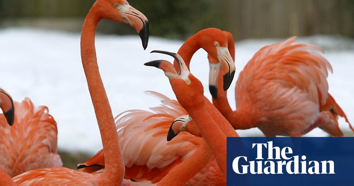 Wild fox infiltrates flamingos’ pen at Washington’s National zoo and kills 25