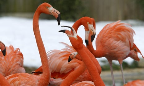 Flamingoes at the National zoo. 