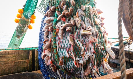 Fish in a trawler’s nets off of Newhaven, East Sussex.