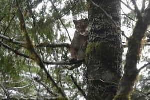 Lilu hides up a tree. The dogs chased Lilu, an 82-pound cougar whose collar needed a new battery, up a tree