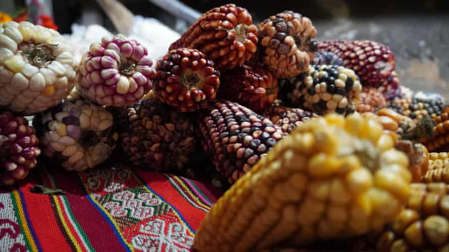 Maize collected for a seed bank in Ccachin, Cusco.