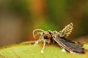 Photograph taken in forest in French Guiana. A butterfly parasitised by a cordyceps fungus in tropical primary forest.
