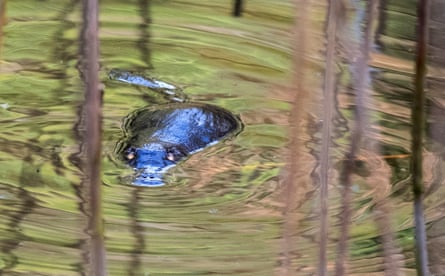 A platypus at the Warrawong wildlife sanctuary in South Australia.