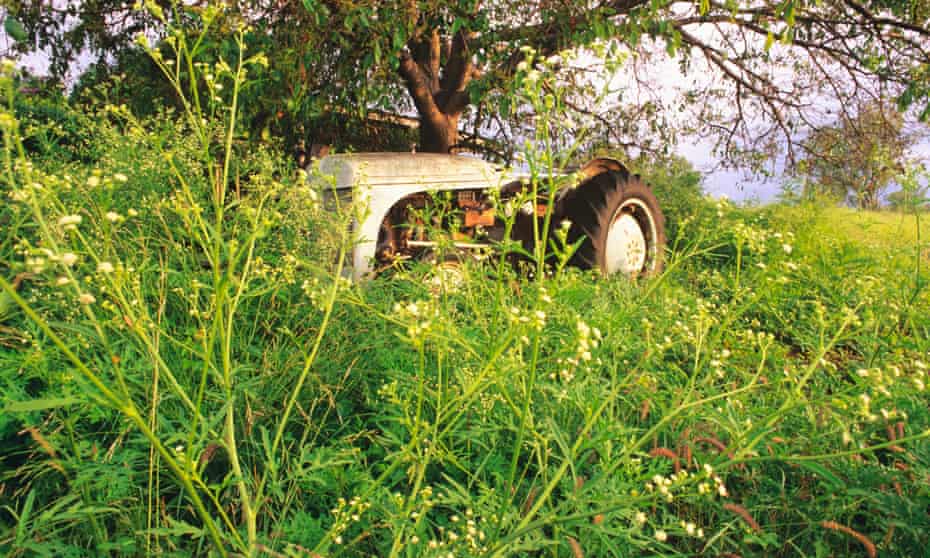 mass of overgrown green weeds with small yellow flowers growing over an old tractor