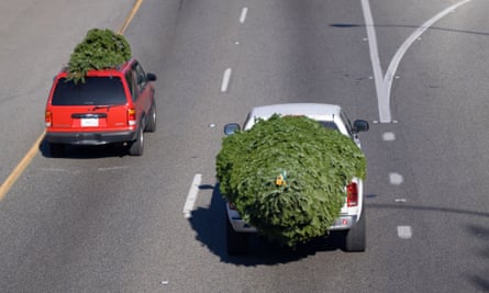 Christmas trees transported by cars on a road.