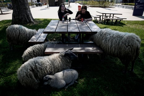 Sheep around a table in Paris, France