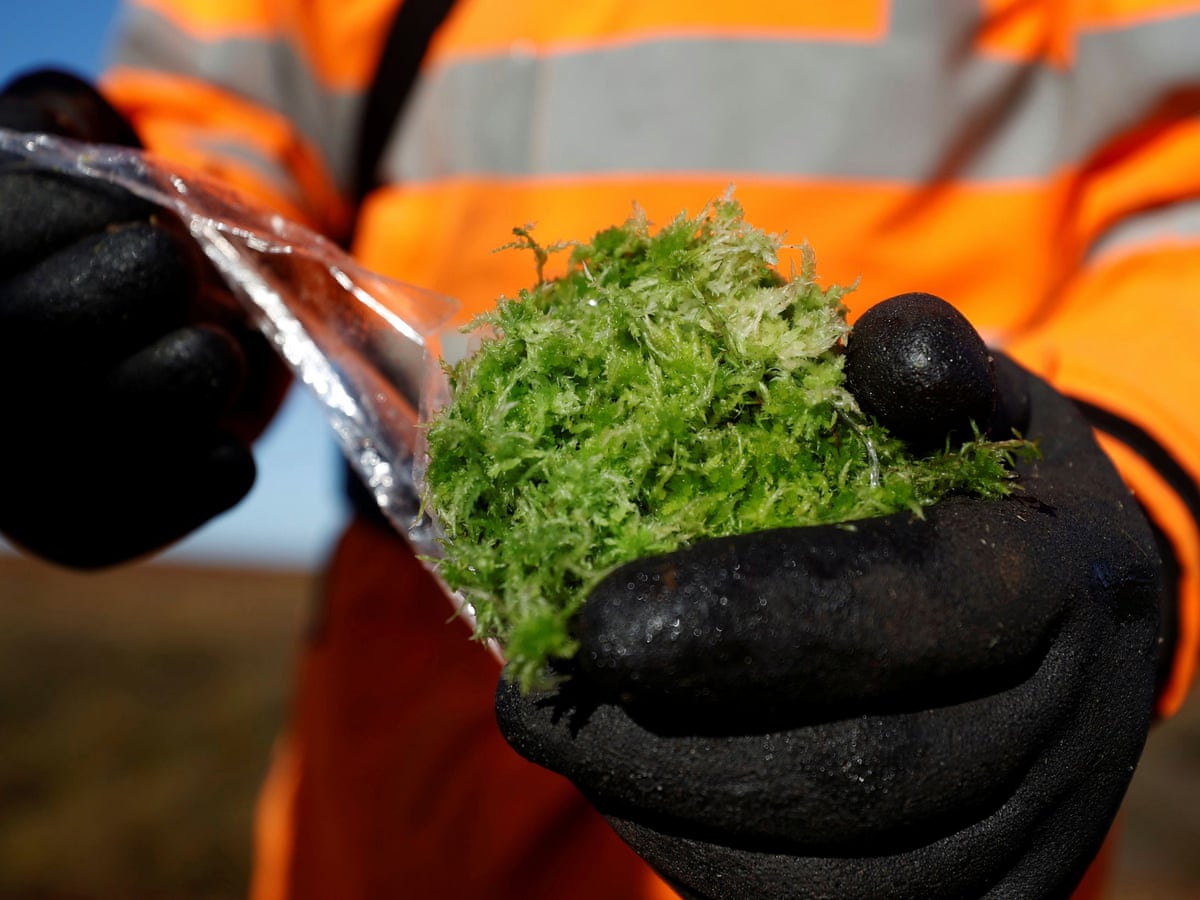 Sphagnum Moss: How to Grow it and Various Uses of it - Conserve Energy  Future