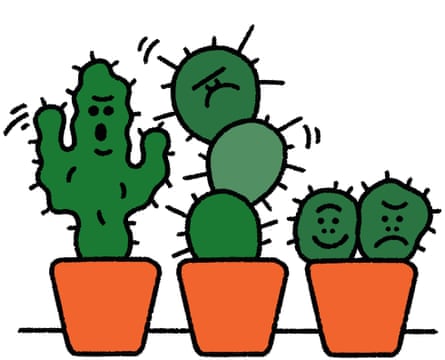 cactus