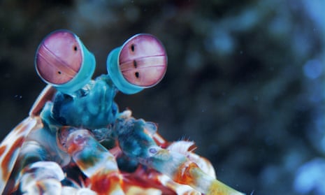 what the world might look like through the eyes of a mantis shrimp.