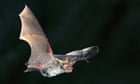 Uncertain future for Bechstein's bat colony in Hampshire