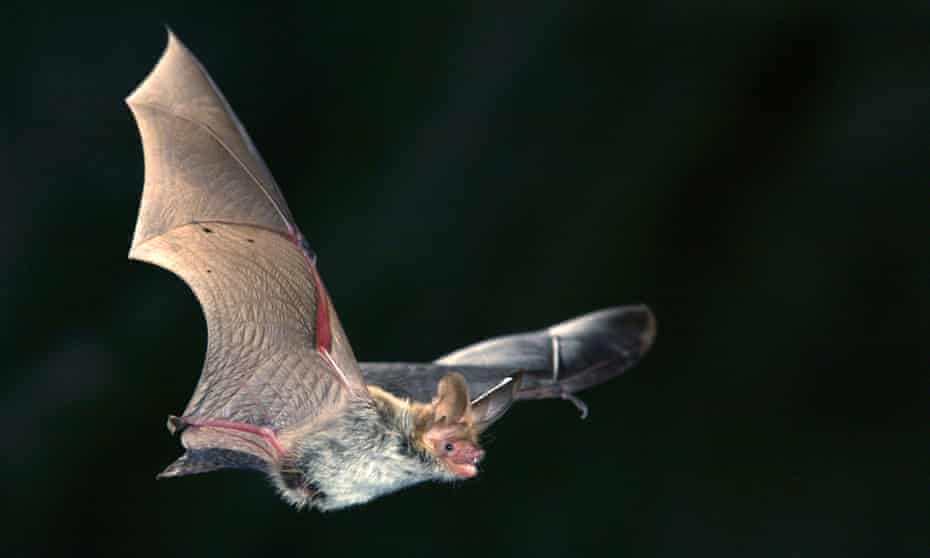 Bechstein's bat in flight