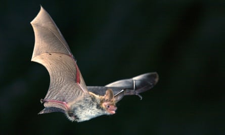 The bat in flight