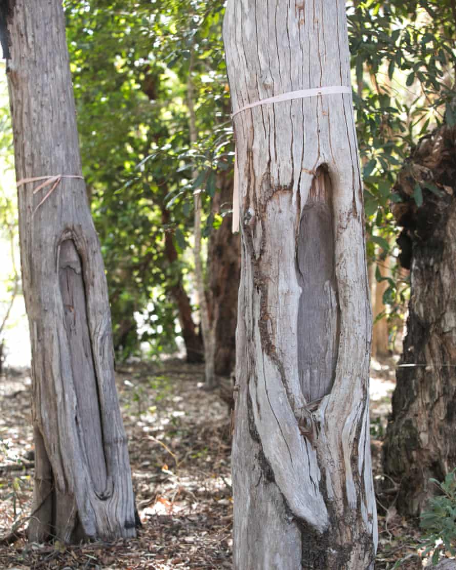 Ironwood trees with scars from making artefacts including bowls and shields from the Lama Lama ancestors