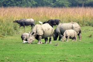Um rinoceronte com chifres pasta no santuário de vida selvagem de Pobitora, no distrito de Morigaon, em Assam, na Índia