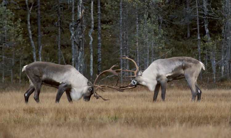 Ghosts of the landscape: how folklore and songs are key to rewilding Finland’s reindeer Ghosts of the landscape: how folklore and songs are key to rewilding Finland’s reindeer