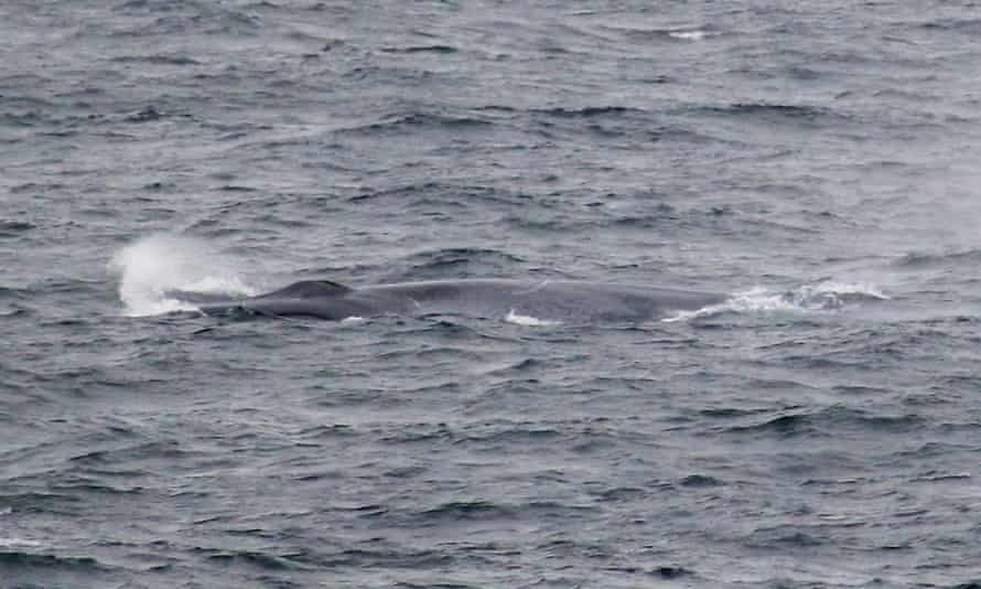 Blue whale caught on camera in English waters 'for the first time