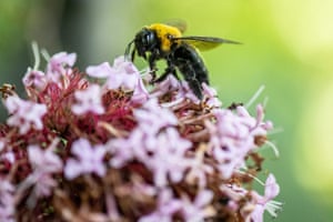 Uma abelha carpinteira coleta o néctar das flores em um parque em Tóquio, Japão