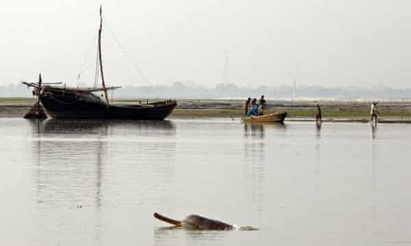 A dolphin surfaces with fishing boats in the background.