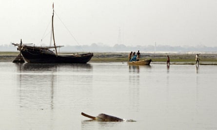 A dolphin surfaces with fishing boats in the background.