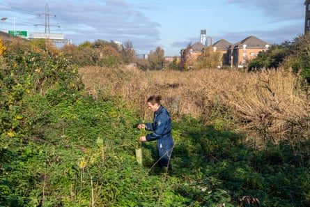 Next to the A406 North Circular Road, Powlesland checks on a sapling near his narrowboat home.