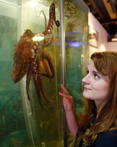Elle Hunt with adopted octopus Ozymandias at the Island Bay Marine Education Centre in Wellington, New Zealand, in 2012.