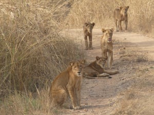 Leones en Camerún