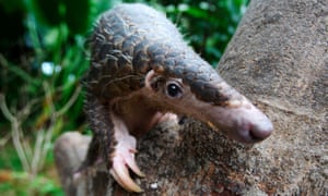 Scarica Gratis Images London Zoo Advertises For Graduate To Help Run Global Project dernière salutations