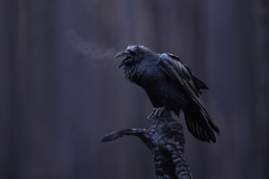 Best Portrait. Voice of the Ash Forest. After the devastating wildfires of summer 2024, I visited Jasper to witness the desolation. In the scorched landscape, where ash covered everything, only a few animals had returned. Among them, Common Ravens were some of the first to reclaim the land. This one, perched on a charred tree, was calling out, as if mourning the loss of its kingdom.