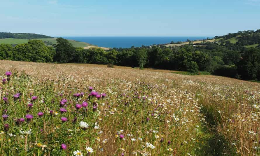 Hogchester Farm Meadows, Dorset