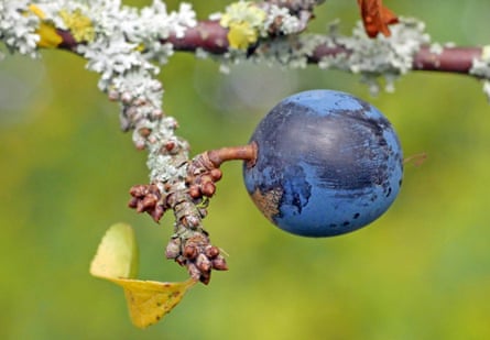 Une prunelle s'accroche à une brindille recouverte de lichen.
