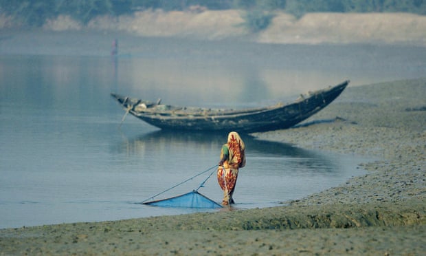 An Indian woman pulls a prawn fishing net from the mud embankment on the Matla river, in the Sundarbans delta.