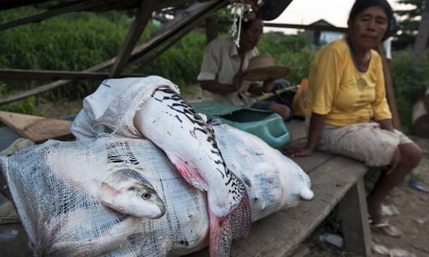 Fish from the River Madre de Dios in Peru. Fish consumption is considered one of the two main ways mercury contamination has spread among local inhabitants - including those living upriver from gold-mining.