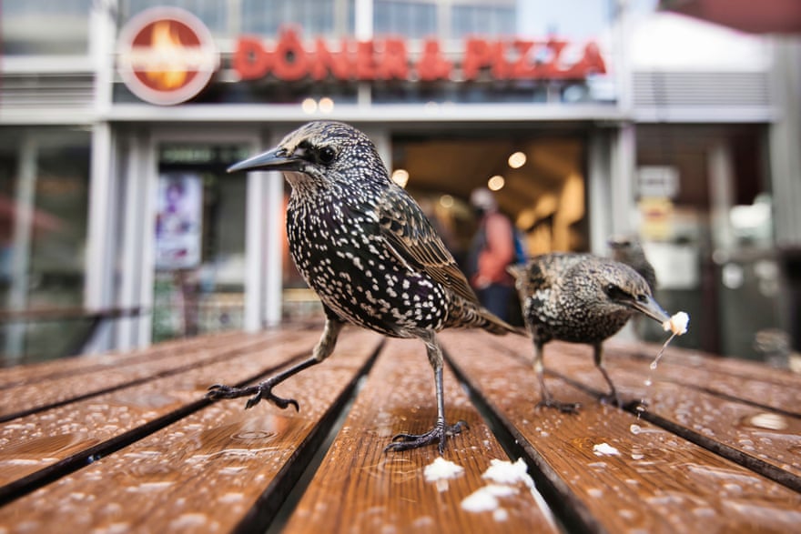 Starlings feasting on crumbs from pizza and doner kebabs at Alexanderplatz in Berlin, Germany