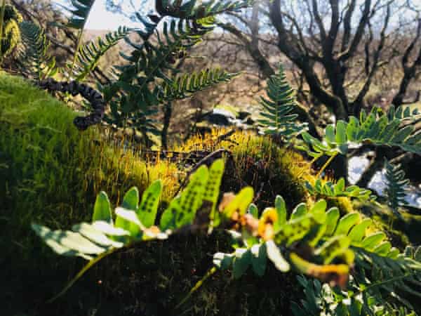 Polypody ferns, mosses and lichens carpet branches on trees growing along the O Brook stream in Dartmoor.