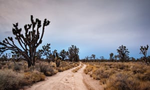 vanishing joshua trees climate change will ravage us national parks