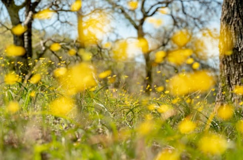 Yellow wildflowers cover a lush green landscape.
