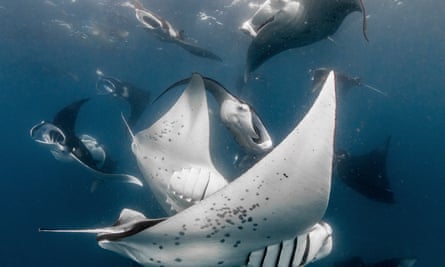 Manta rays chasing one another. Taken during the filming of the manta courtship for The Mating Game series