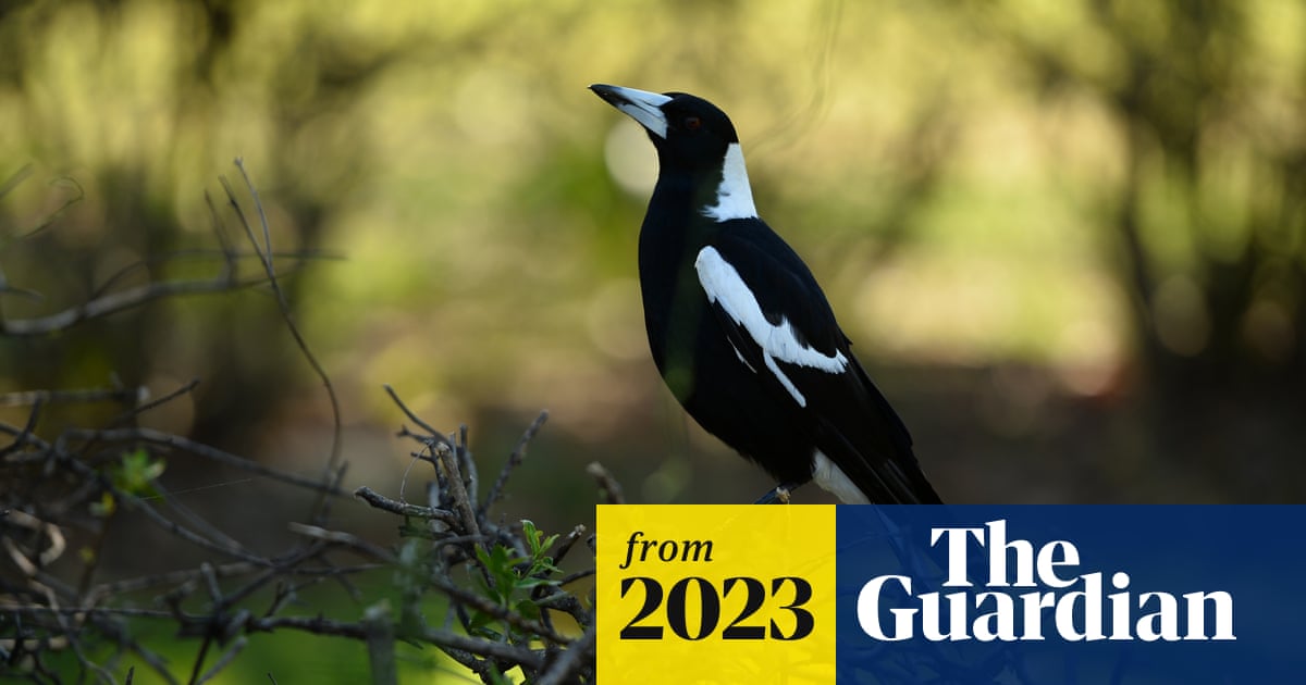 Don'T Feed the Birds Meaning: Why It's Crucial for Nature