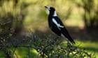 Molly the magpie: Queensland premier backs return of Instagram-hit bird to couple after being seized