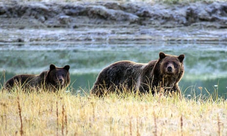 A grizzly bear and her cub walk near Pelican Creek in Yellowstone national park, Wyoming. Last year, Wildlife Services killed more than 1.5 million native wild animals across the country, including bears.