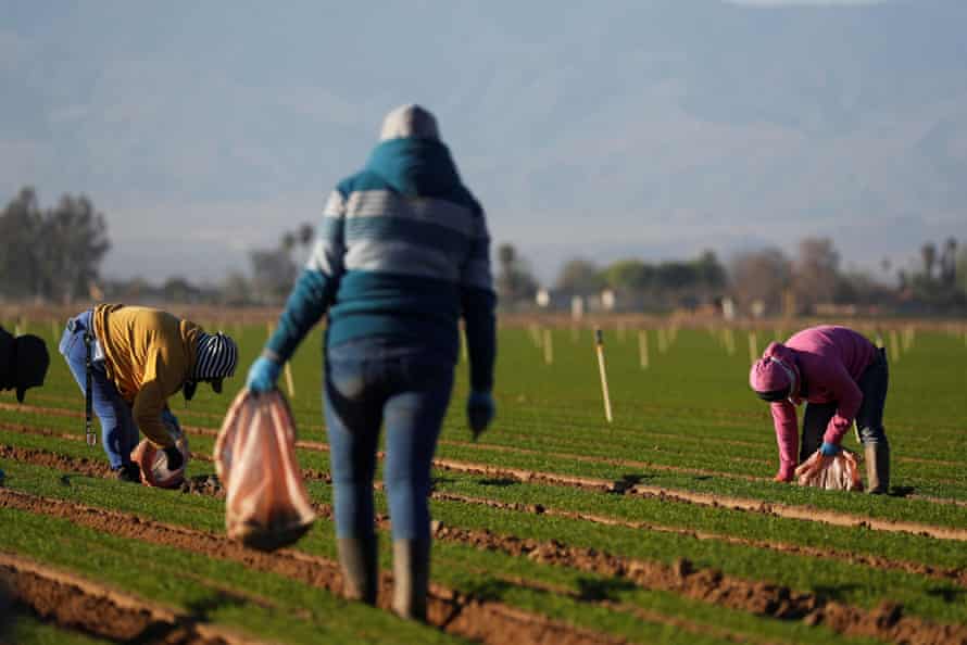 Farmworkers clean a carrot field in Arvin, California, during the coronavirus pandemic.
