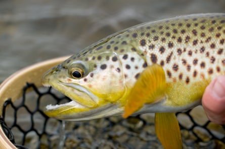 A lazy 59-mile float through deep limestone canyons, green meadows and pine forests that support the best brown trout fishery in the state.