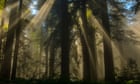 How to offset Trump's climate science ignorance - plant 10bn trees